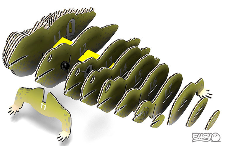 EUGY 3D Tuatara | Kitset Model