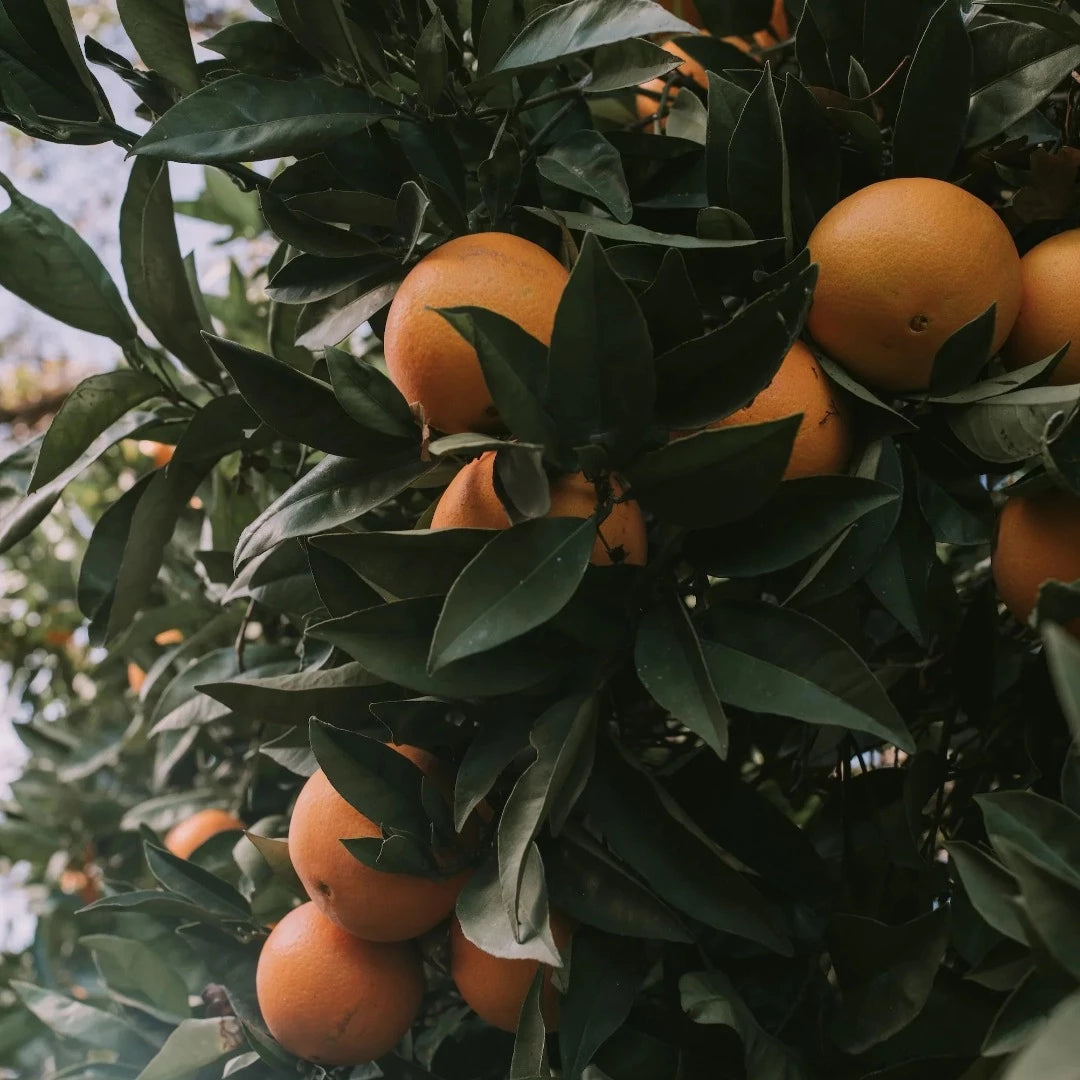 Restore Rēmana & Orange Blossom Luxury Candle