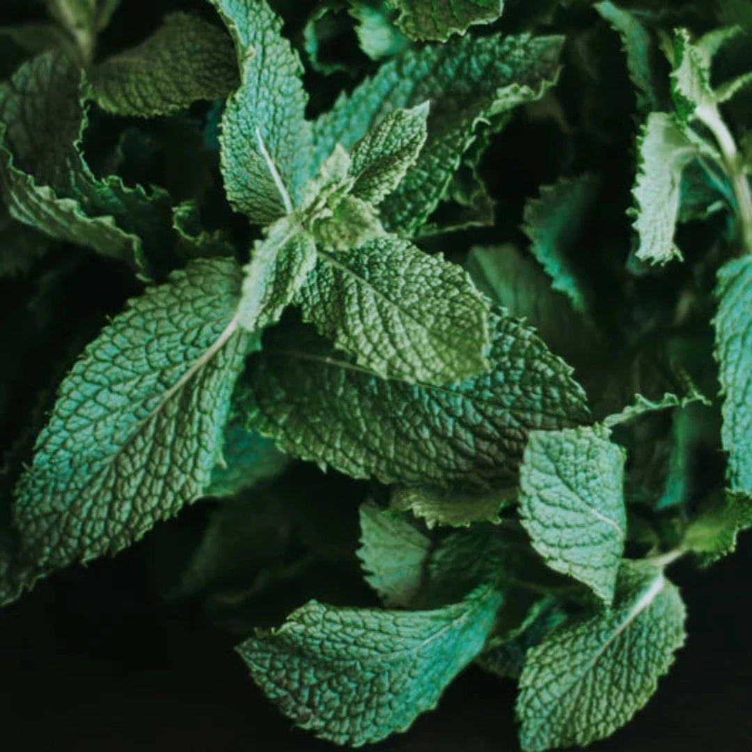 Revive Horopito, Cucumber & Mint Hand Cream