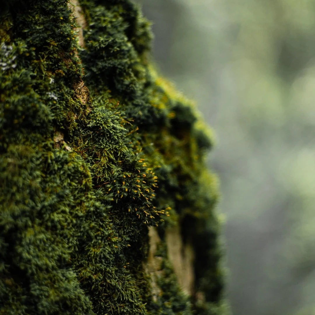 Restore Amipere & Moss Bark Luxury Candle