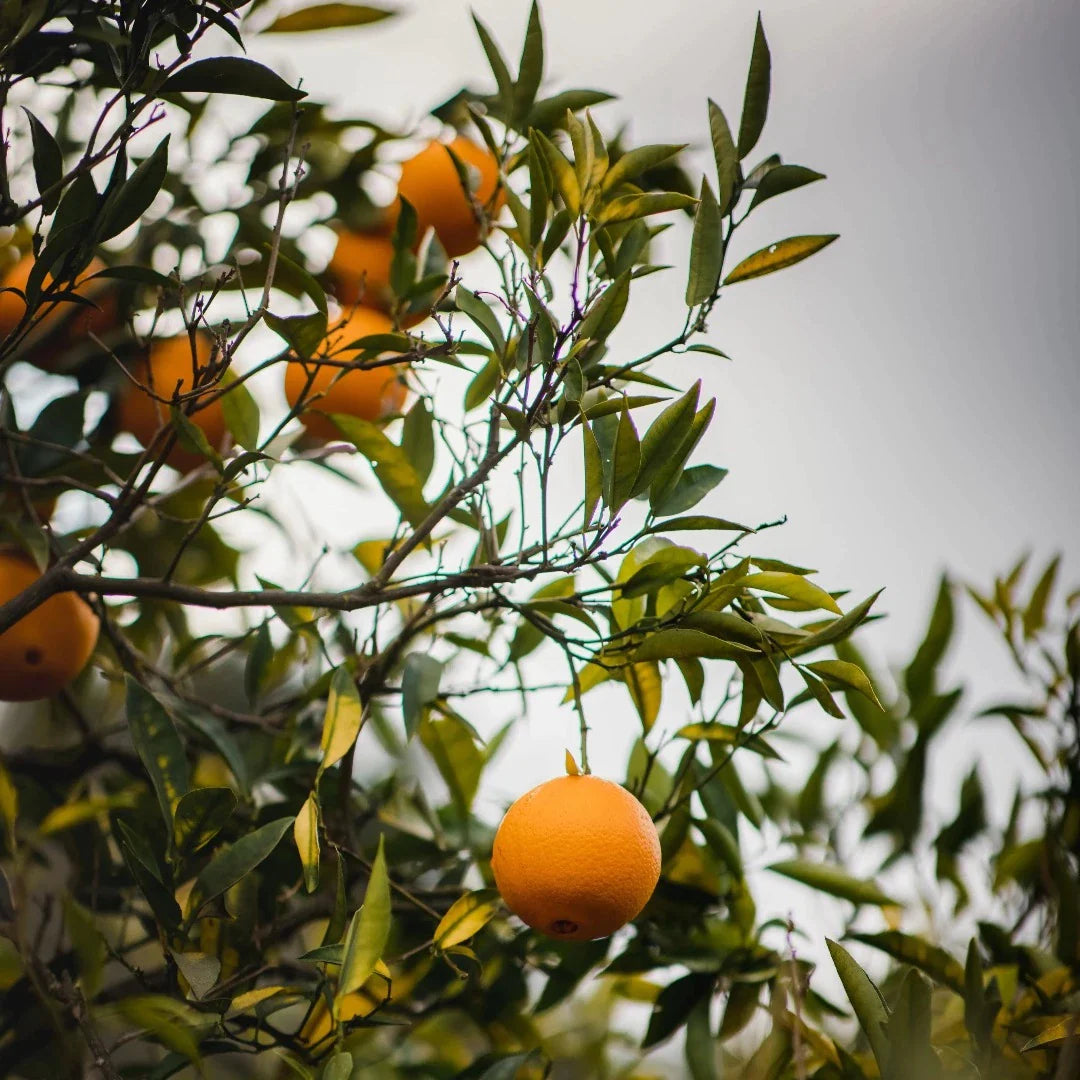 Restore Harakeke & Blood Orange Body Wash