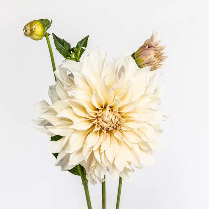 Antique Dreams | Dahlia Photo Art