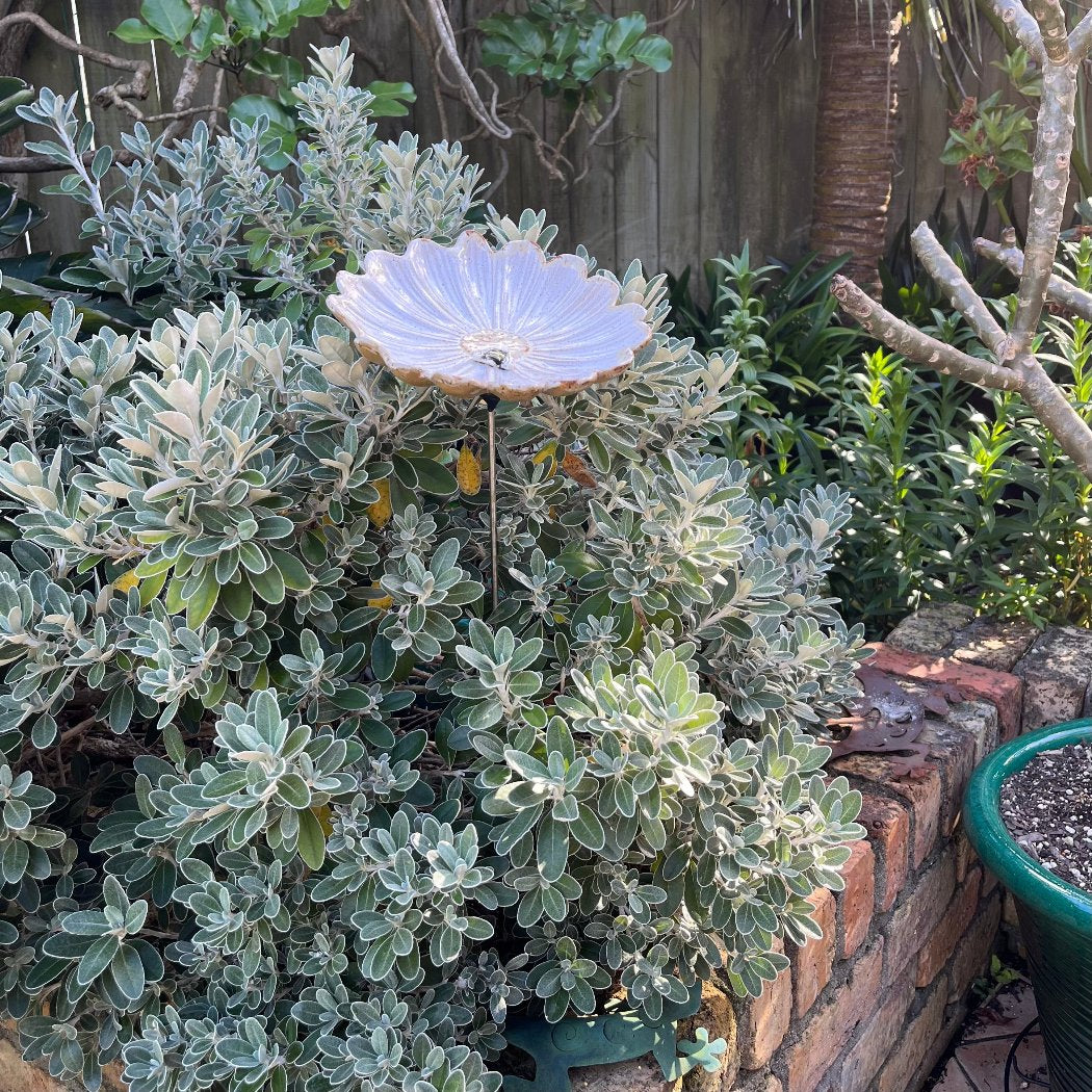 Daisy Bird Bath With Bee | Click & Collect Or Delivery By Arrangement