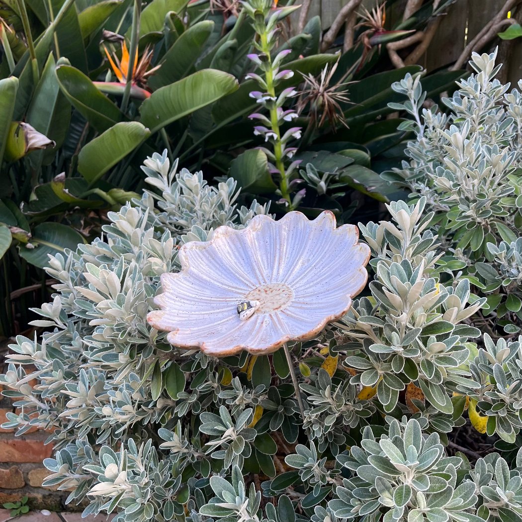 Daisy Bird Bath With Bee | Click & Collect Or Delivery By Arrangement