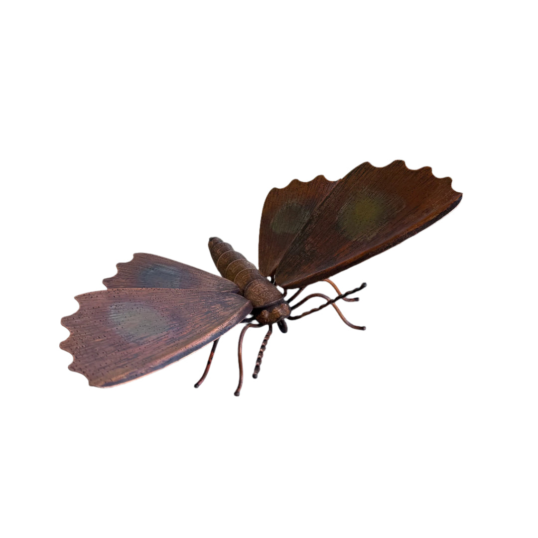 Copper Kawakawa Looper Moth | Frill Wings