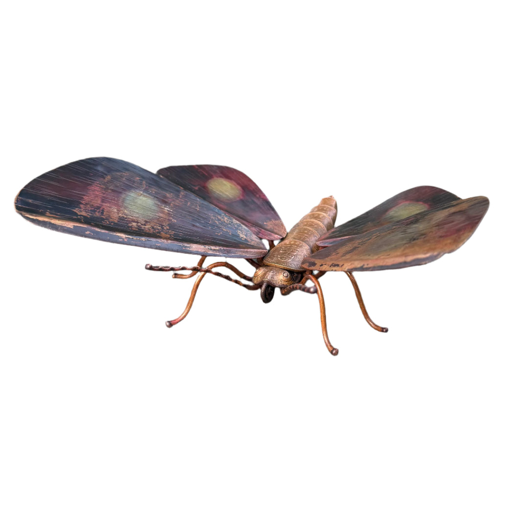 Copper Kawakawa Looper Moth | Smooth Edge Wings