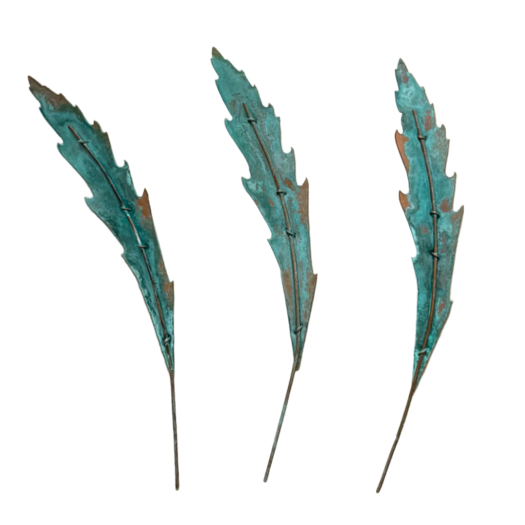 Three green copper Lancewood leaves on a white background