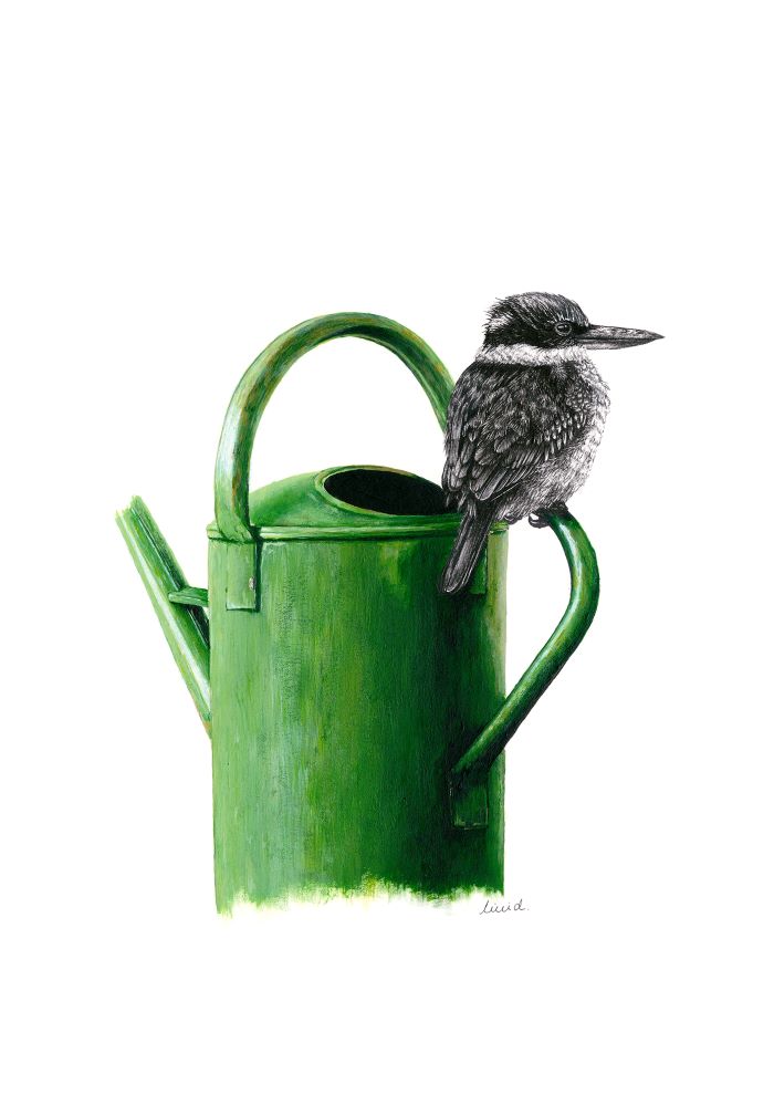 Bird Sketches Limited Edition Series