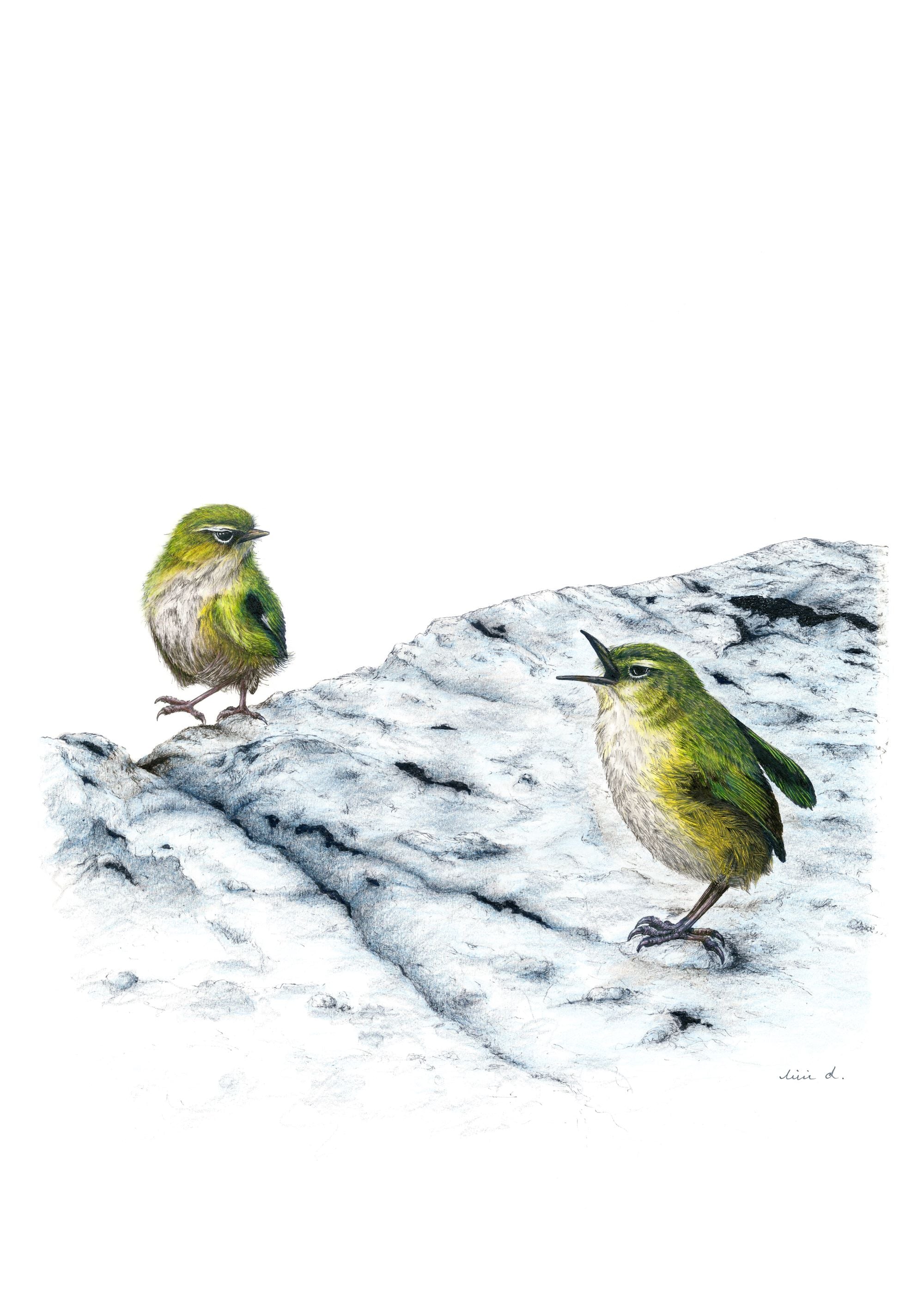 Bird Sketches Limited Edition Series