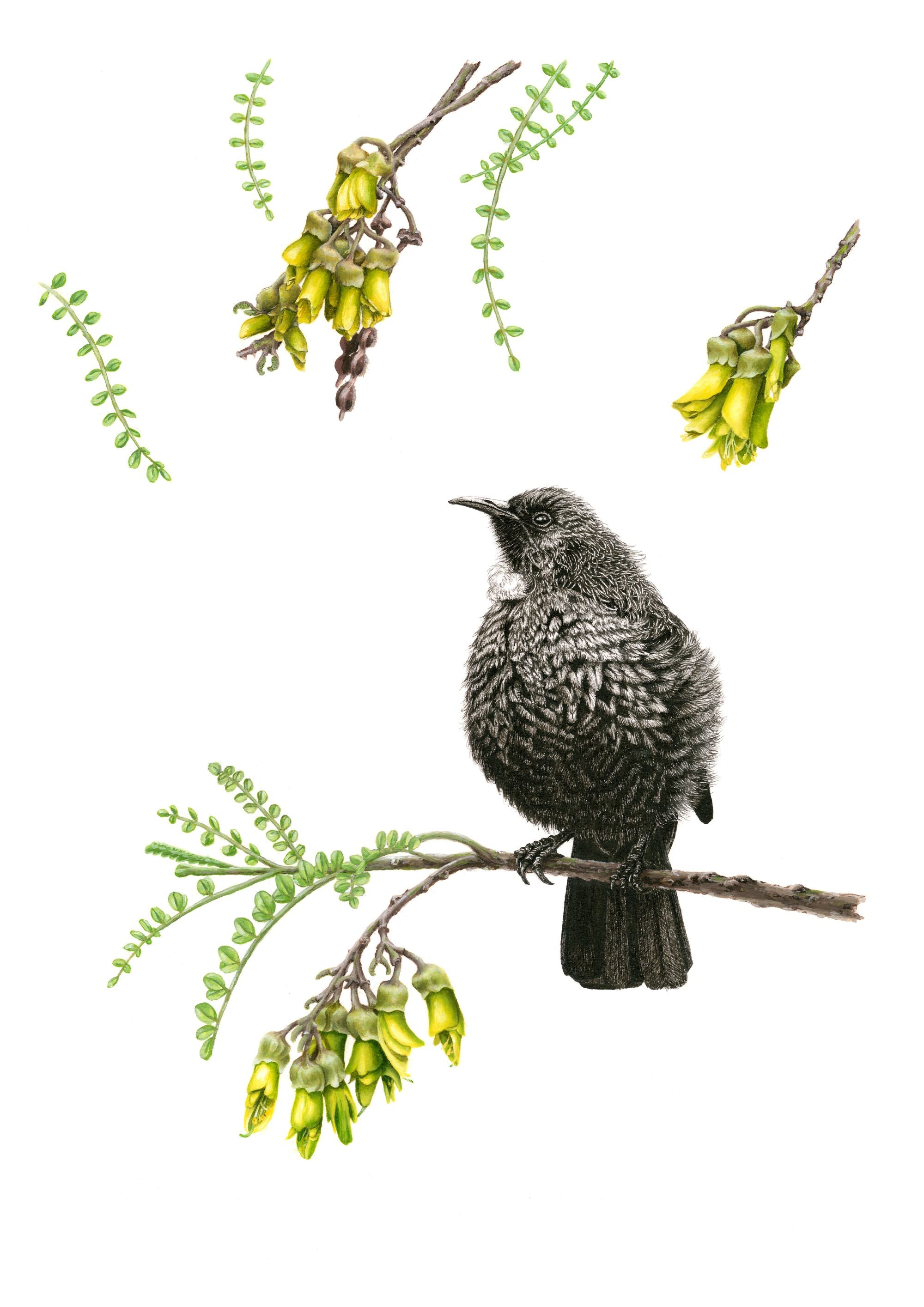 Bird Sketches Limited Edition Series