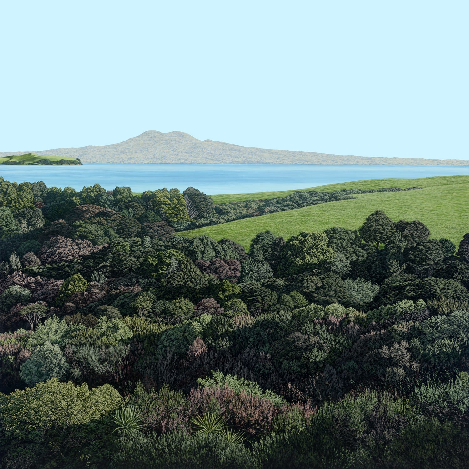 Evergreen | Rangitoto