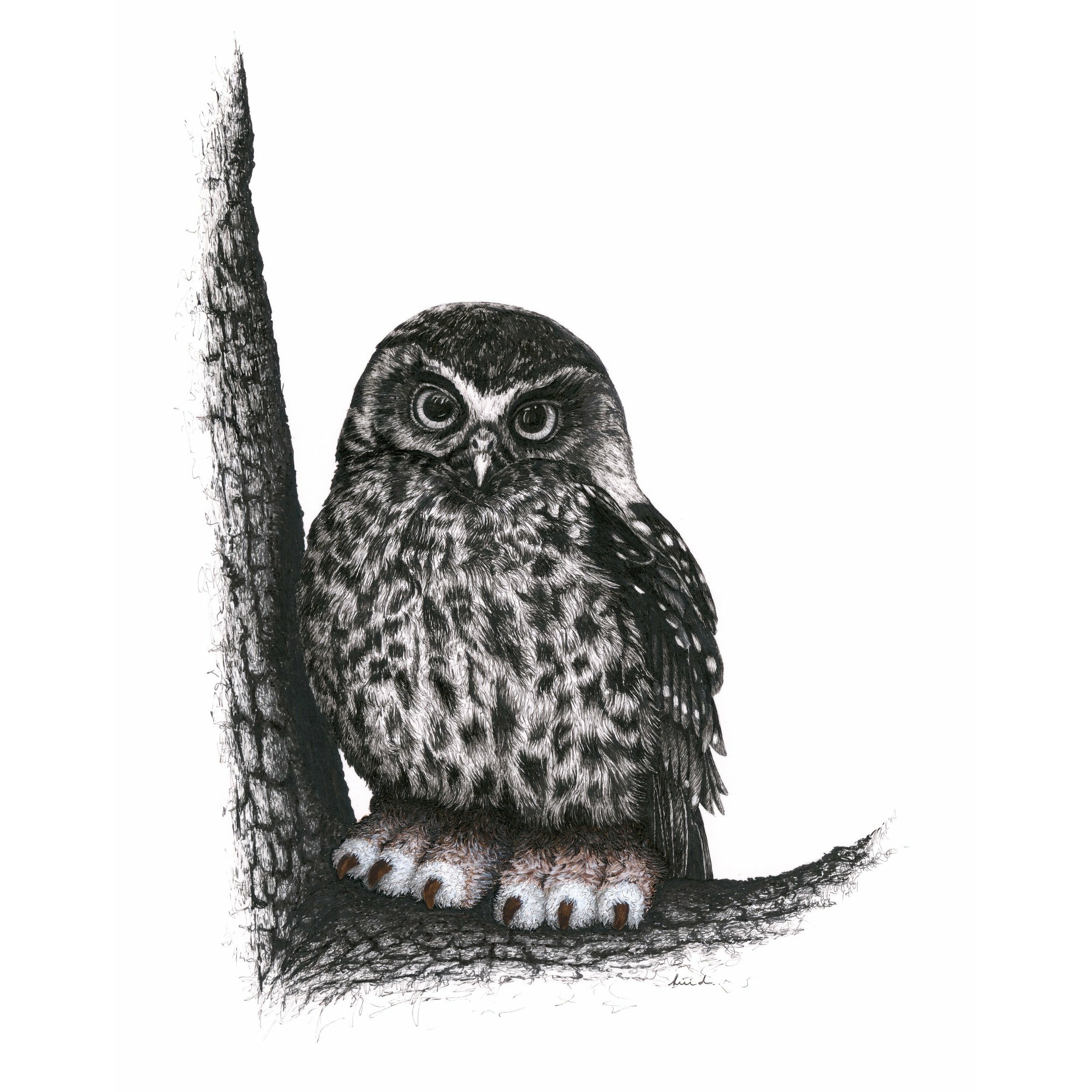 Bird Sketches Limited Edition Series