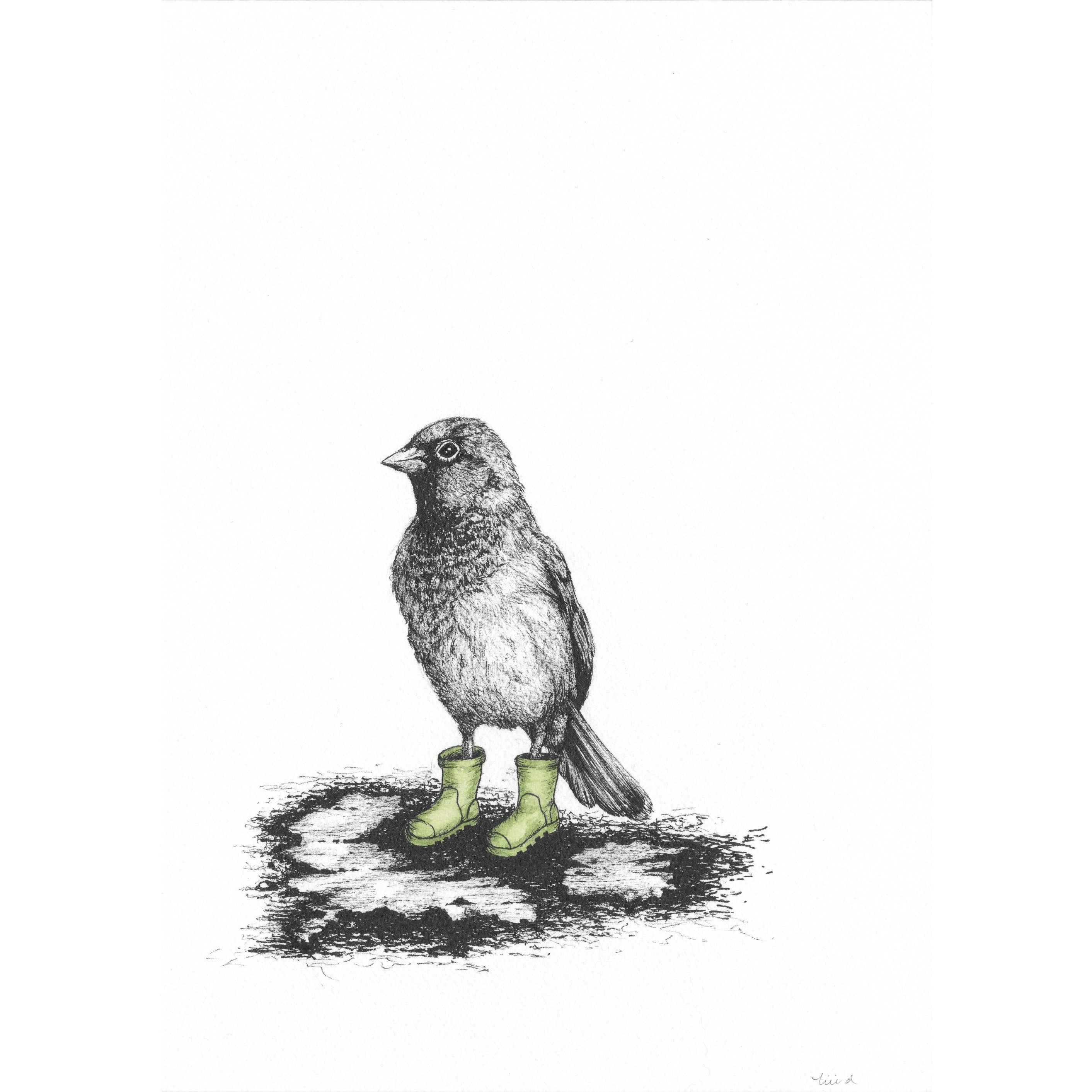 Bird Sketches Limited Edition Series