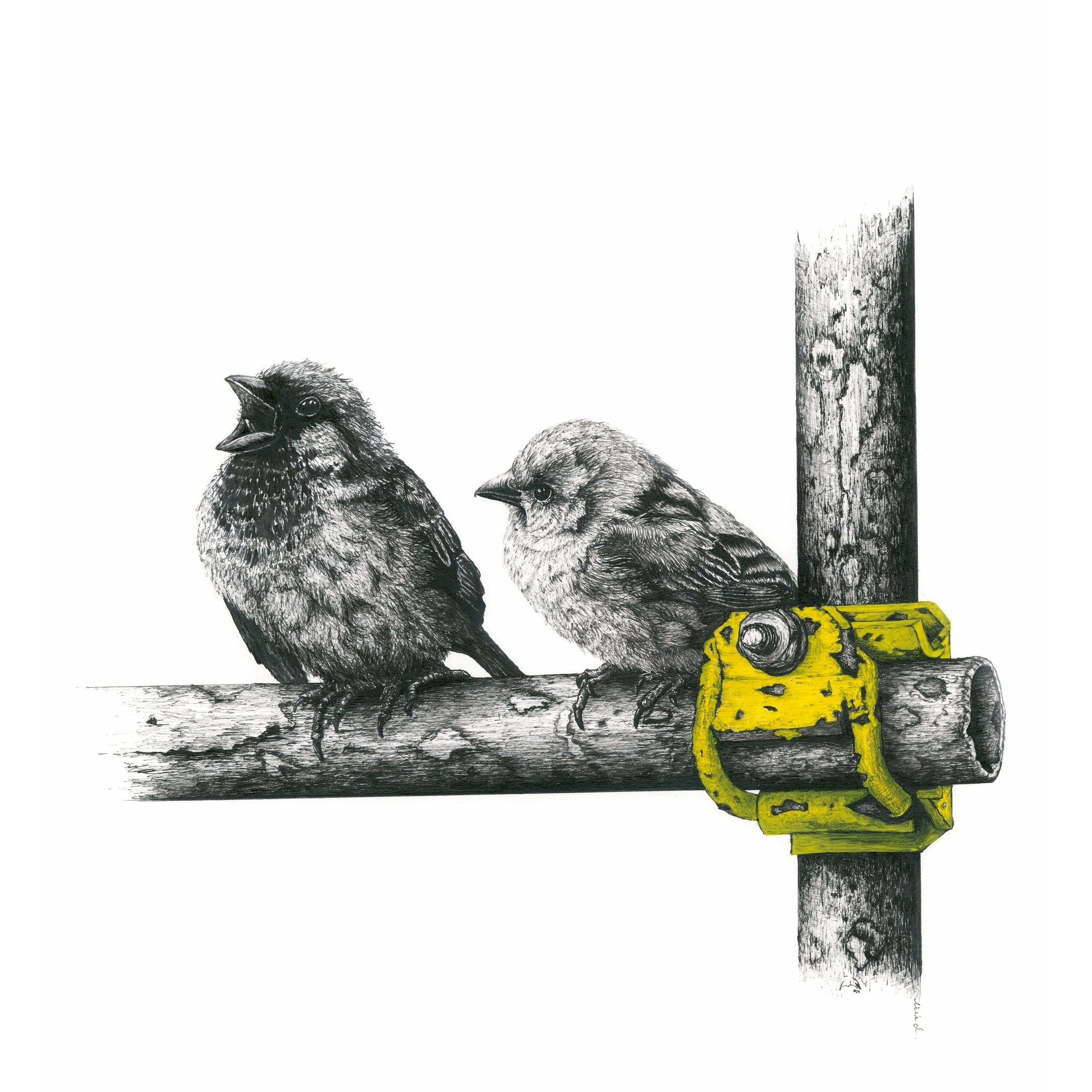 Bird Sketches Limited Edition Series
