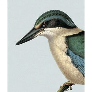 NZ Native Birds Lens Cloth | Buller's Birds