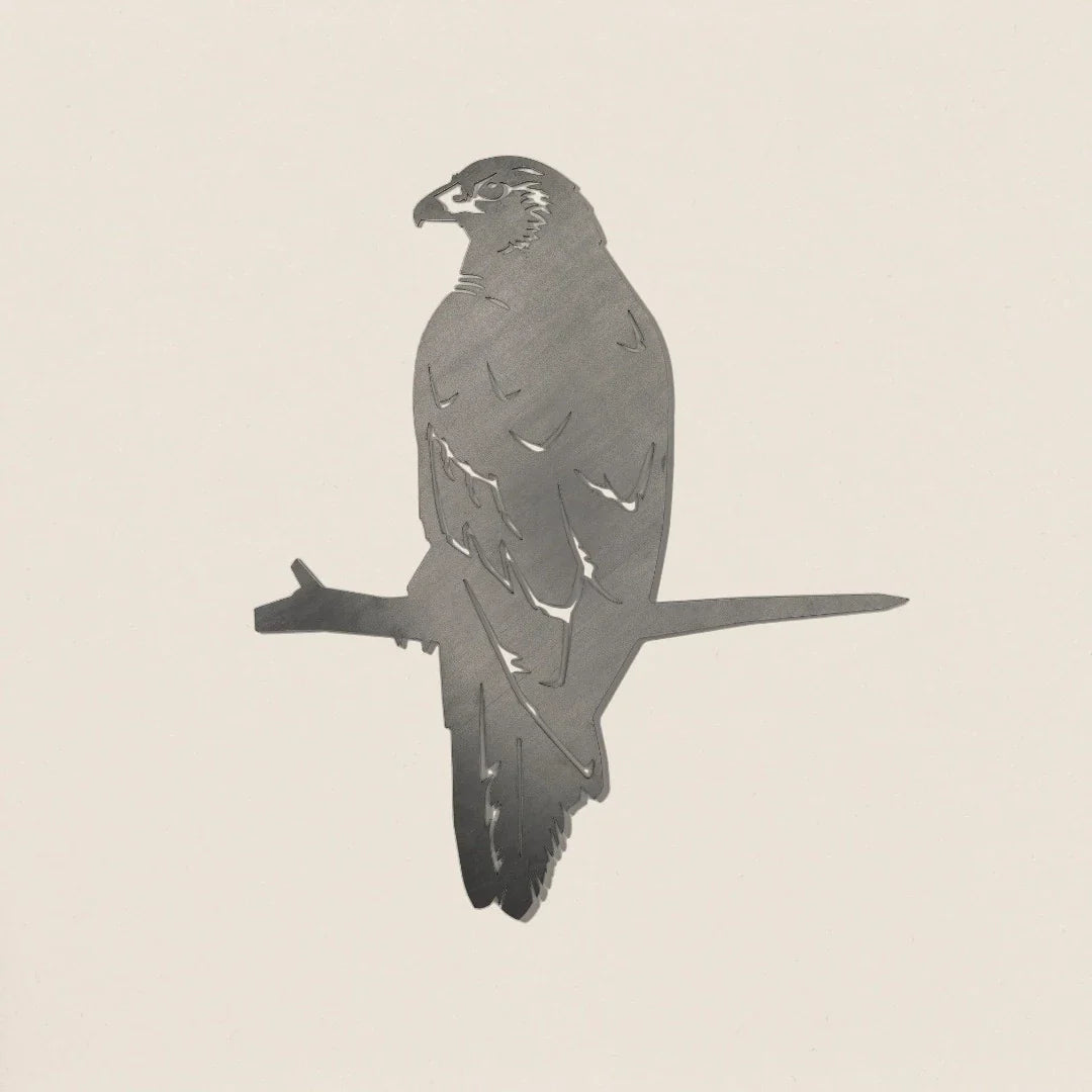 Kāhu | Harrier Hawk Metalbird
