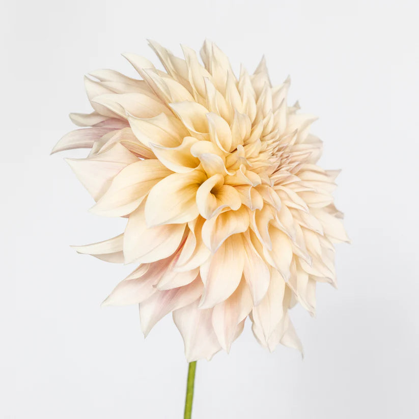 Golden Dreams | Dahlia Photo Art