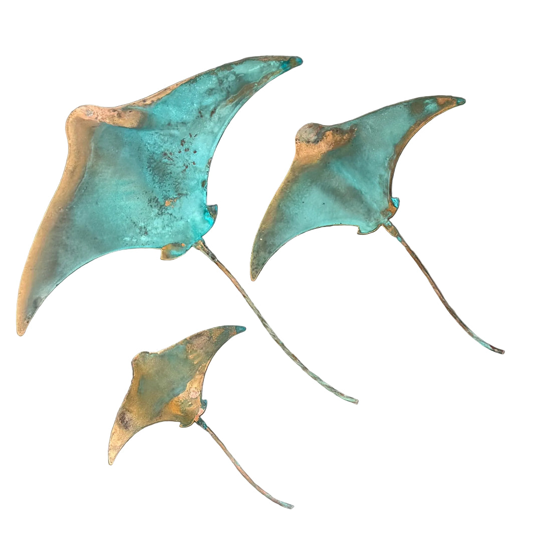 Three greenish-blue stingrays on a white surface