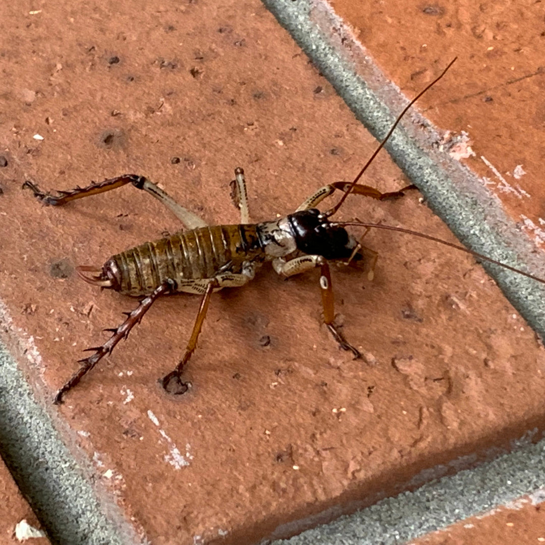 Copper coloured Weta on a brick surface