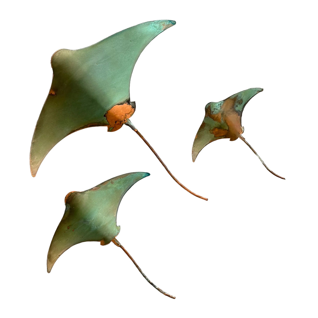 Three greenish-brown copper stingrays on a white surface