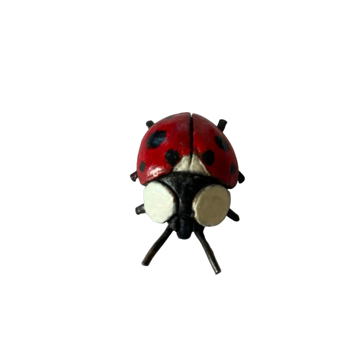 Bronze Ladybird