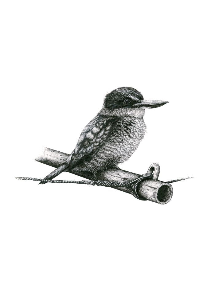Bird Sketches Limited Edition Series
