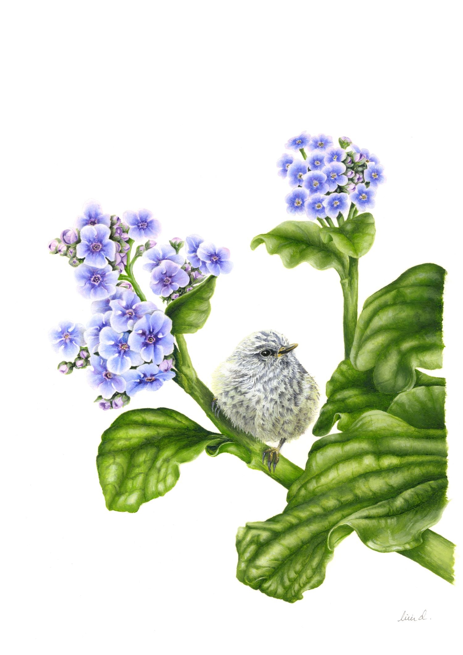 Bird Sketches Limited Edition Series