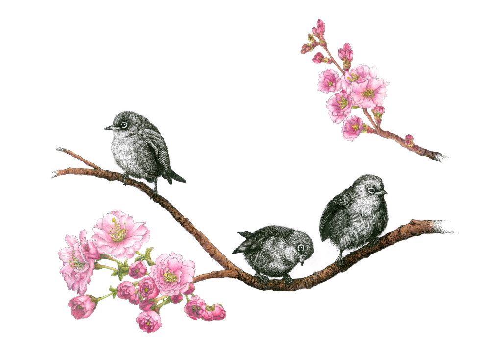 Limited Edition Bird Sketches By Artist Olivia Wirepu aka Livi D.