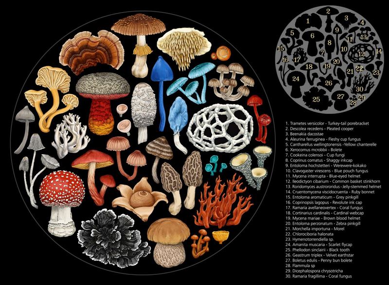 Fungi | 1000 Pce Jigsaw