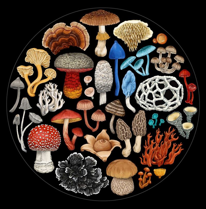 Fungi | 1000 Pce Jigsaw