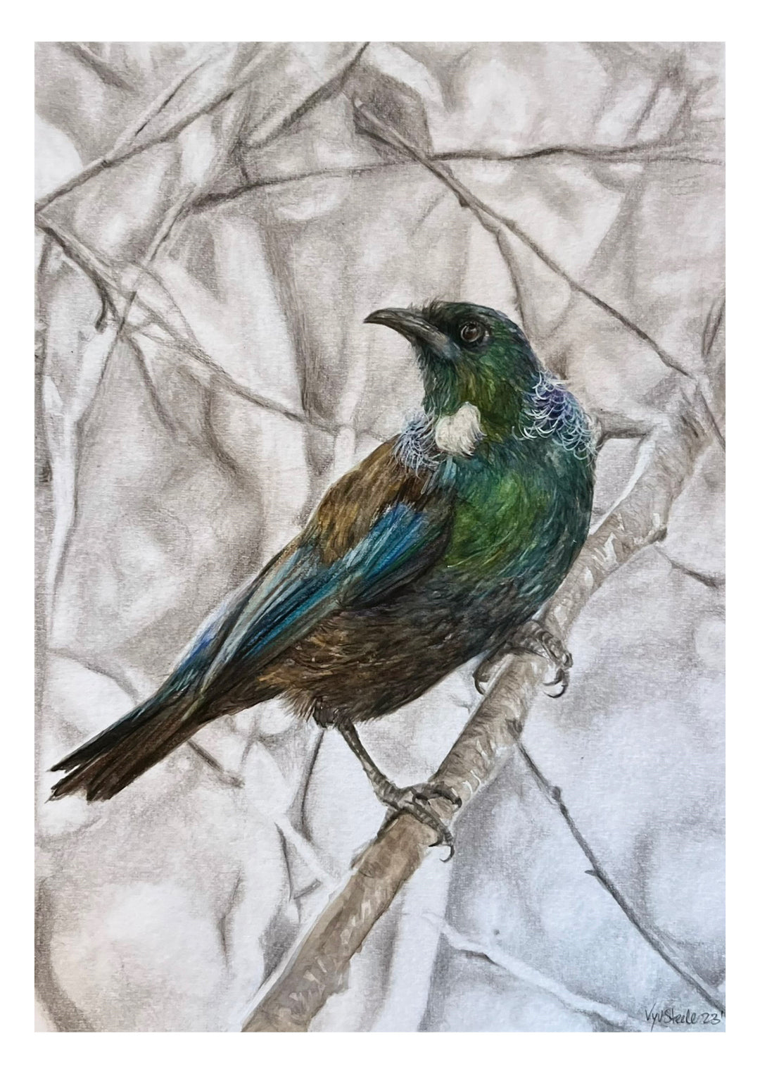 Tui In Stillness | Limited Edition Print