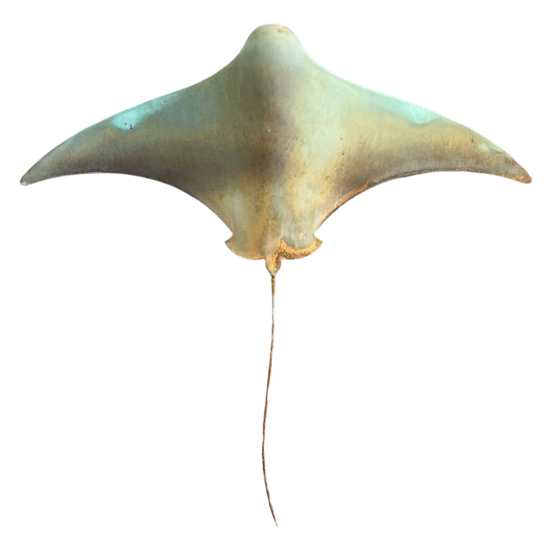Copper Stingray | XXL