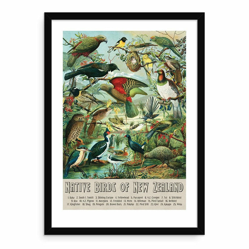 Native Birds Of New Zealand Art Print