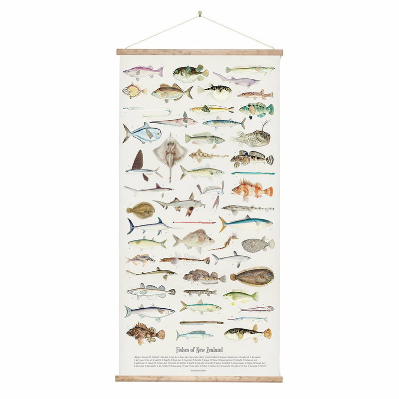Fishes Of New Zealand Wall Chart