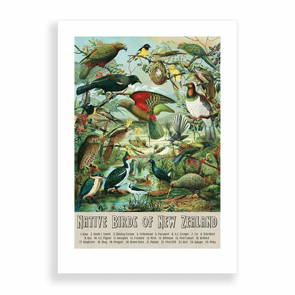 Native Birds Of New Zealand Art Print