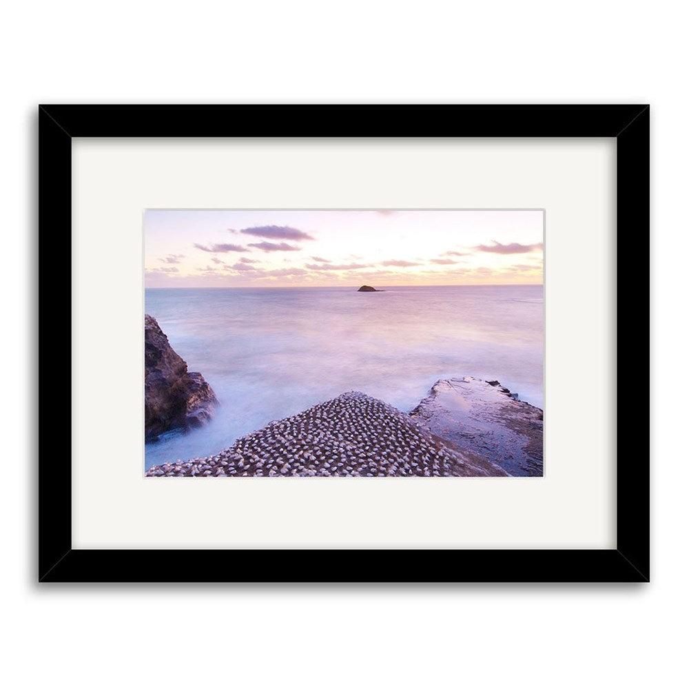 Muriwai Gannets