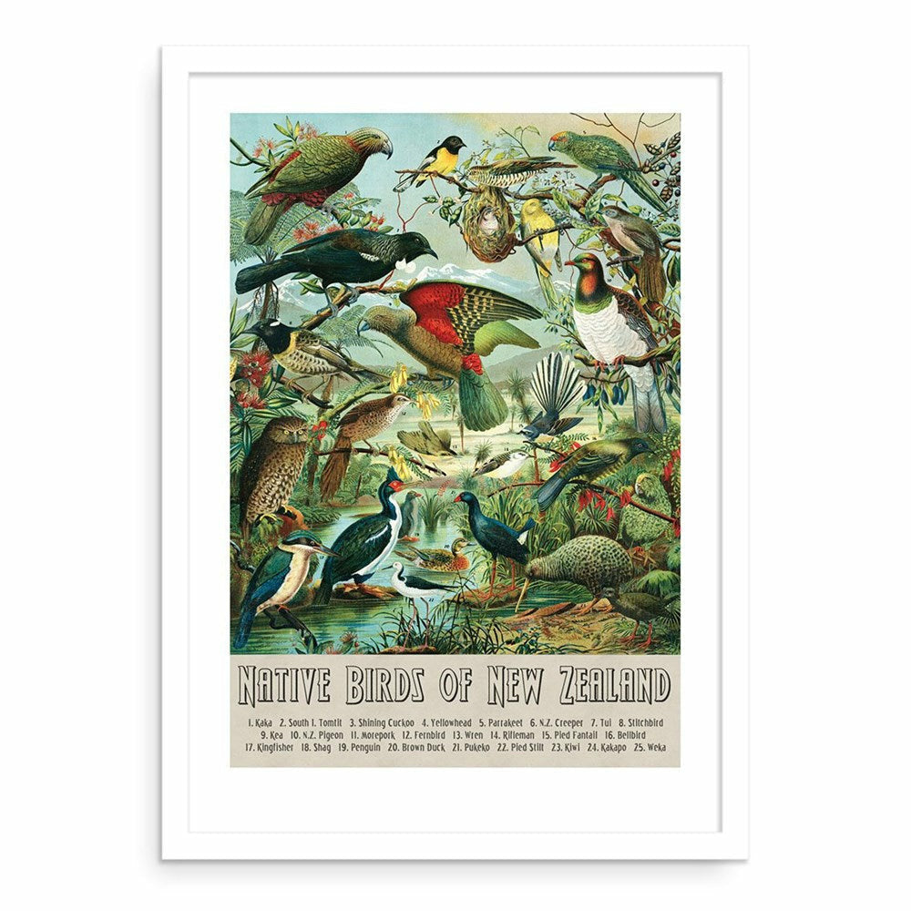 Native Birds Of New Zealand Art Print