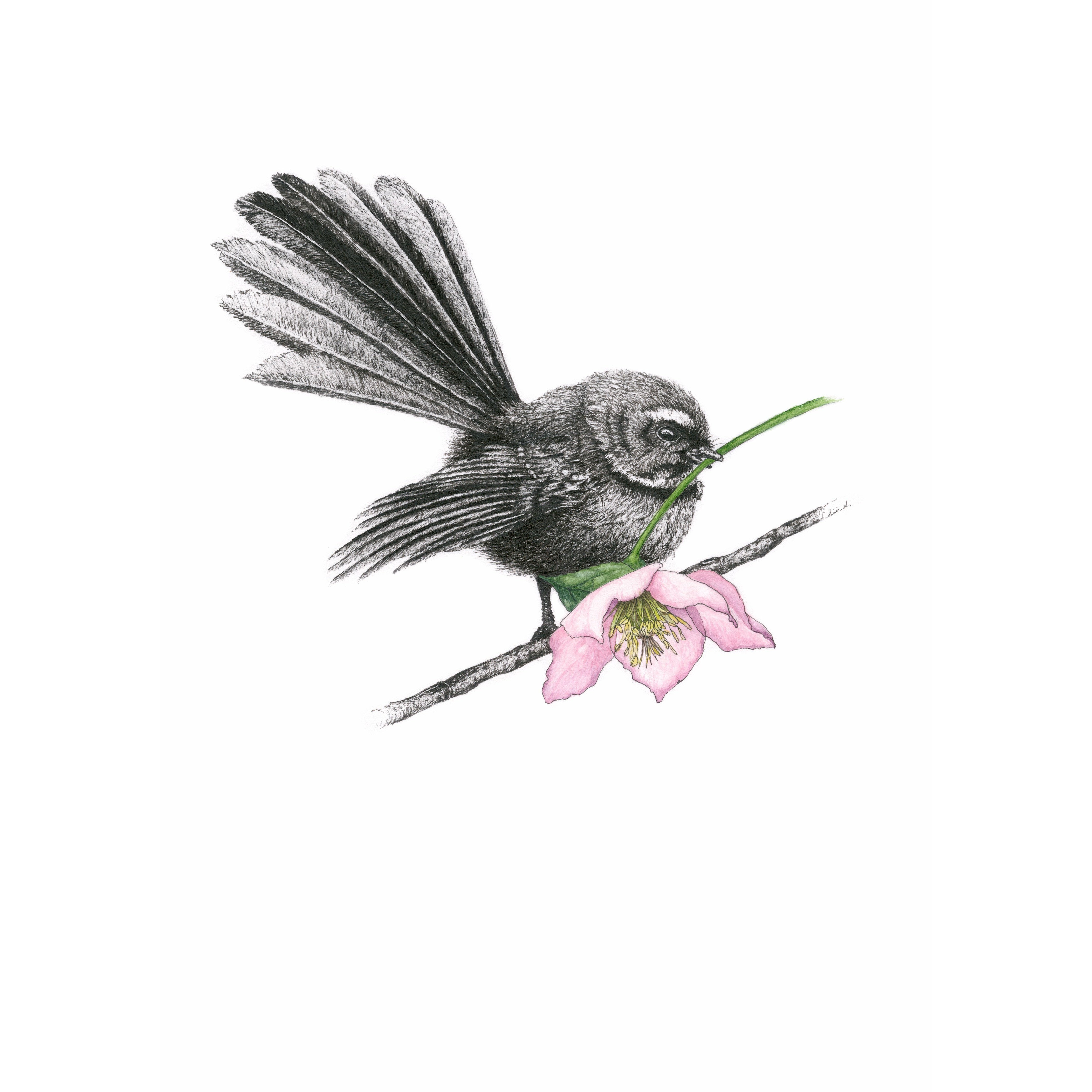 Bird Sketches Limited Edition Series