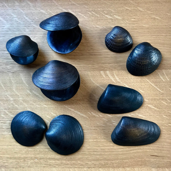Bronze Shells, Seeds and Nuts