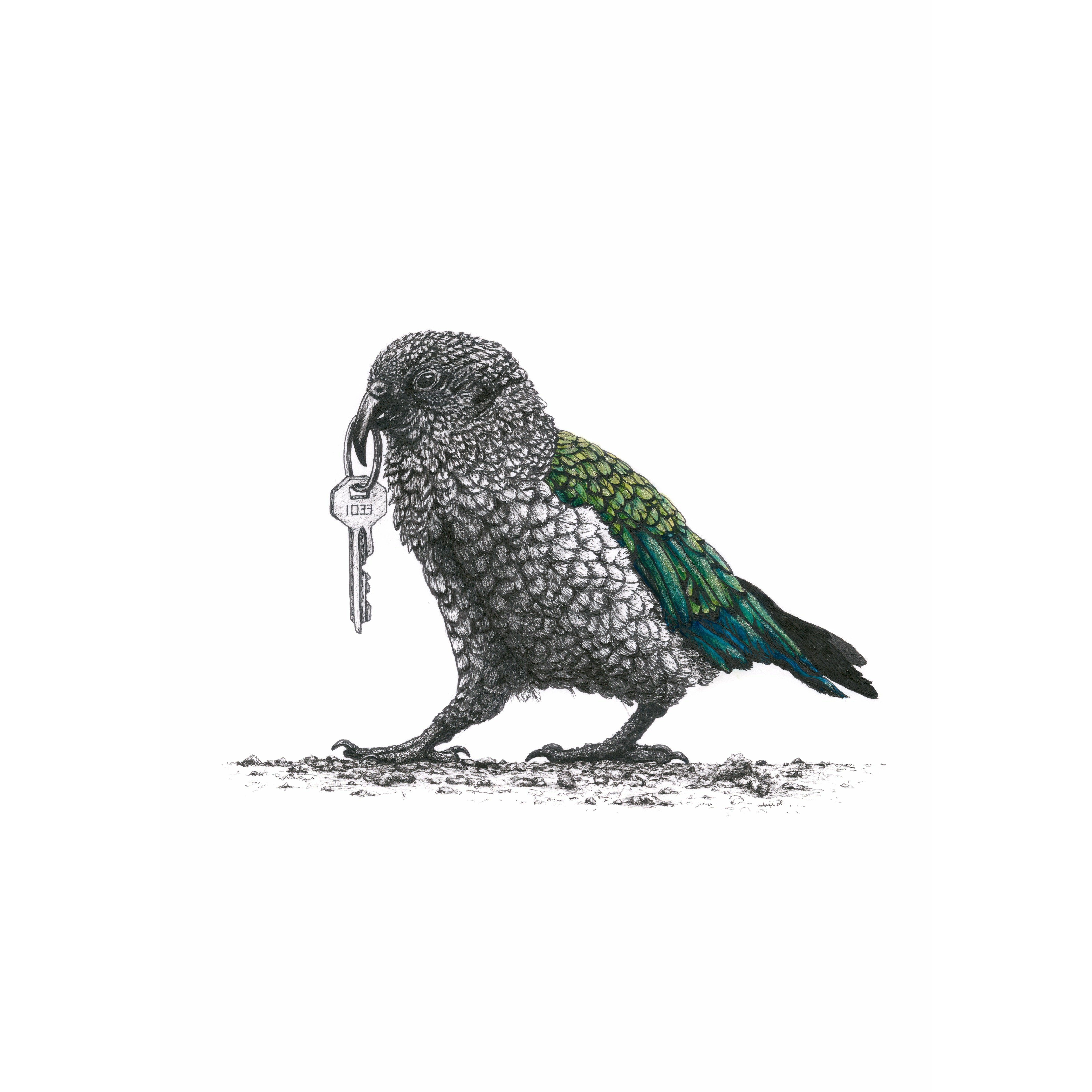 Bird Sketches Limited Edition Series