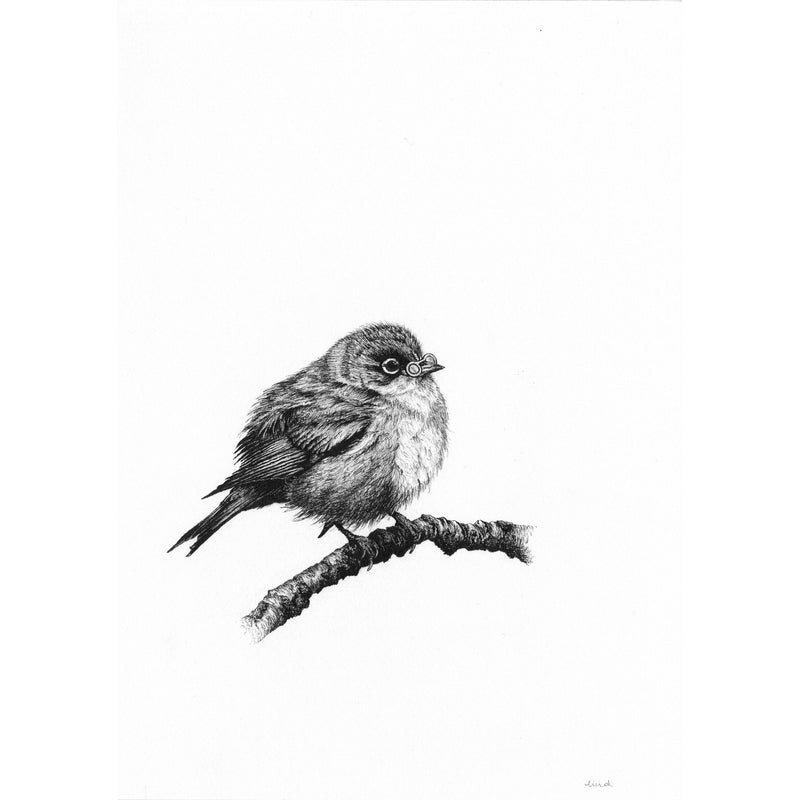 Bird Sketches Limited Edition Series