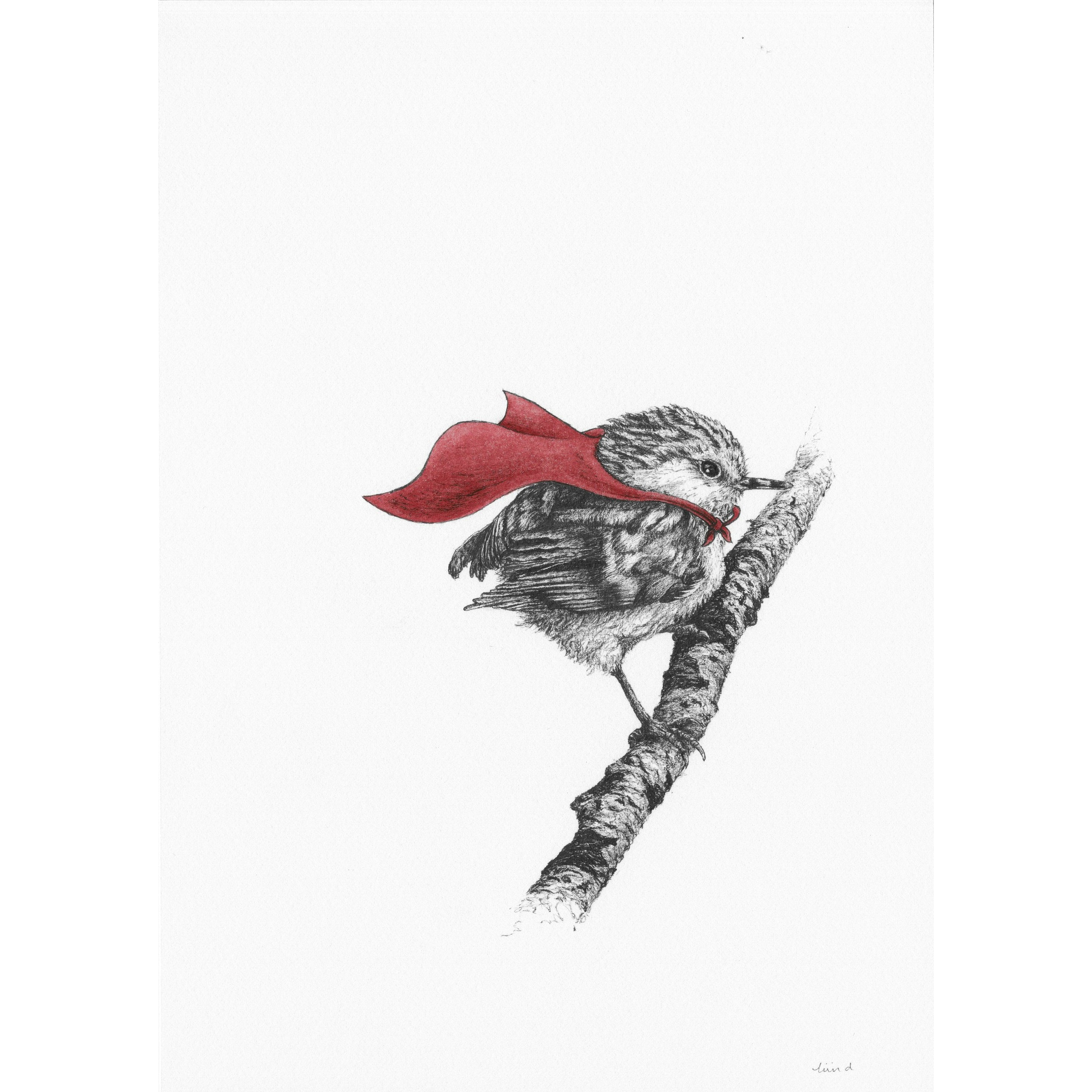 Bird Sketches Limited Edition Series