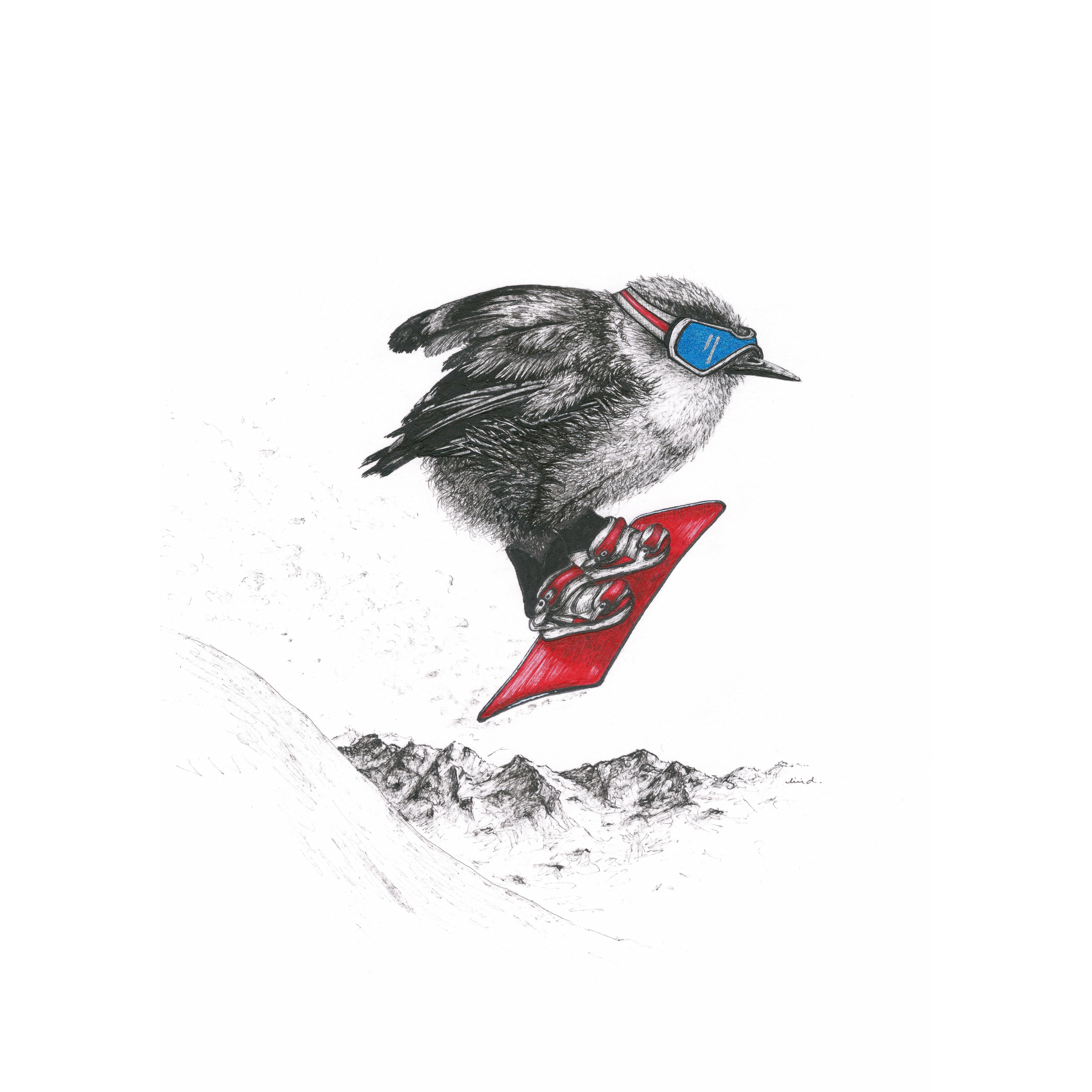 Bird Sketches Limited Edition Series