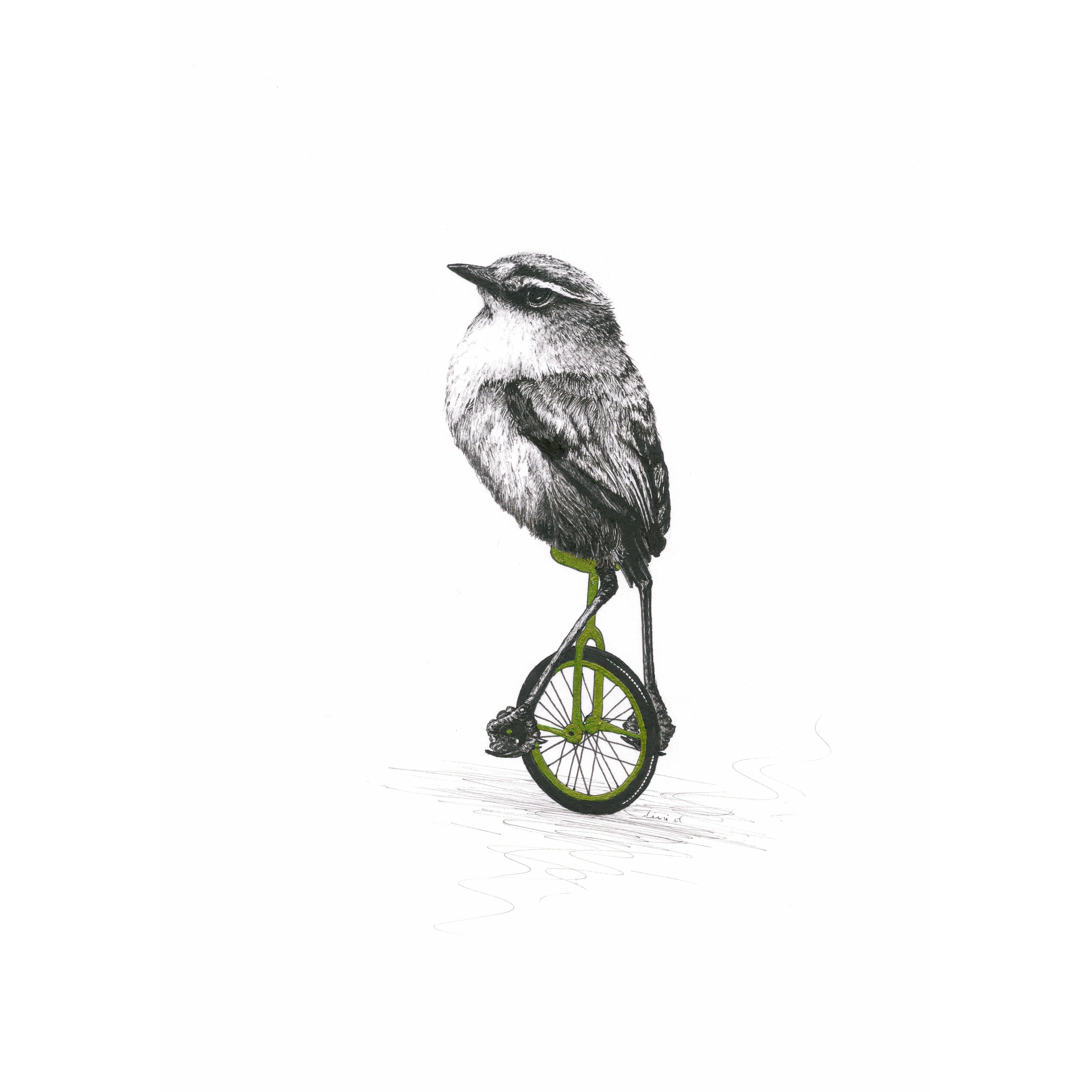 Bird Sketches Limited Edition Series