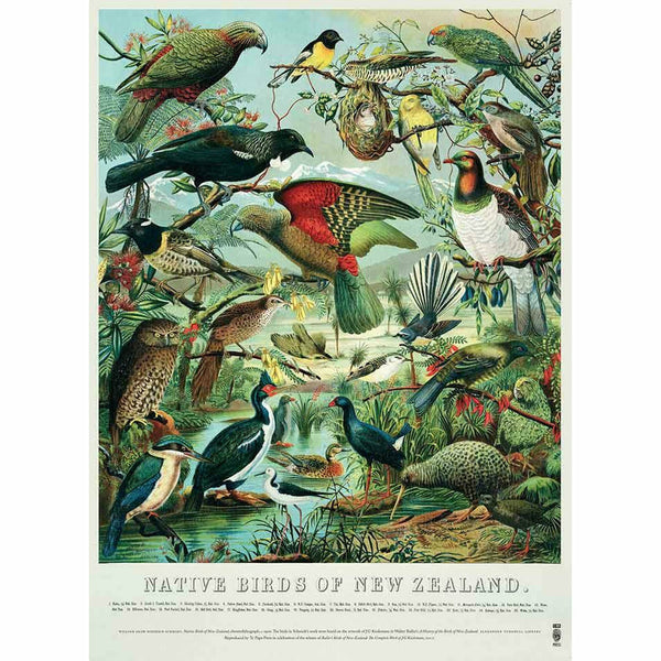 Native Birds Of New Zealand Poster