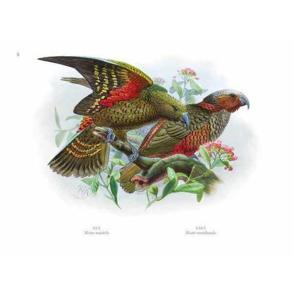 Buller's Birds of New Zealand: The Complete Work of JG Keulemans